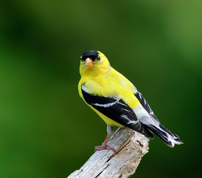 Male American Goldfinch in full summer glory
