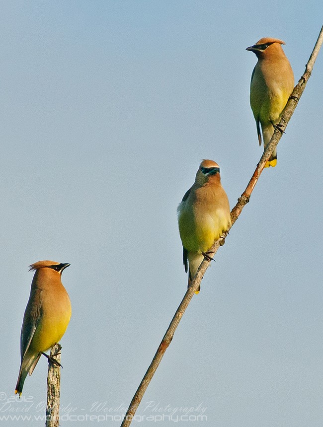 Should the collective term for a group of Cedar Waxwings be “hierarchy”?