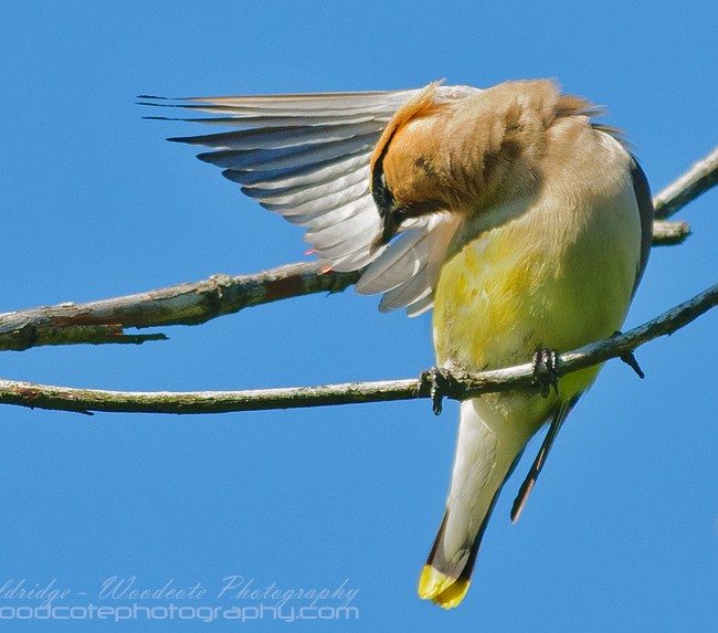 Wash and Brush Up – Cedar Waxwing