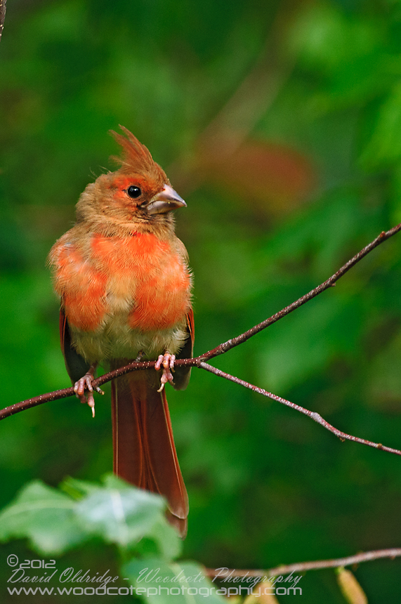 Juvenile male Northern cardinal beginning to acquire adult plumage