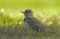 Unusual perspective of a Northern Flicker