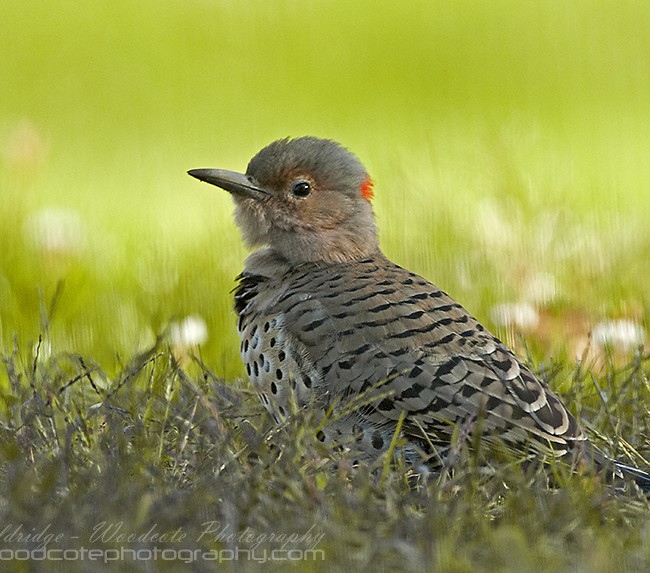 Unusual perspective of a Northern Flicker