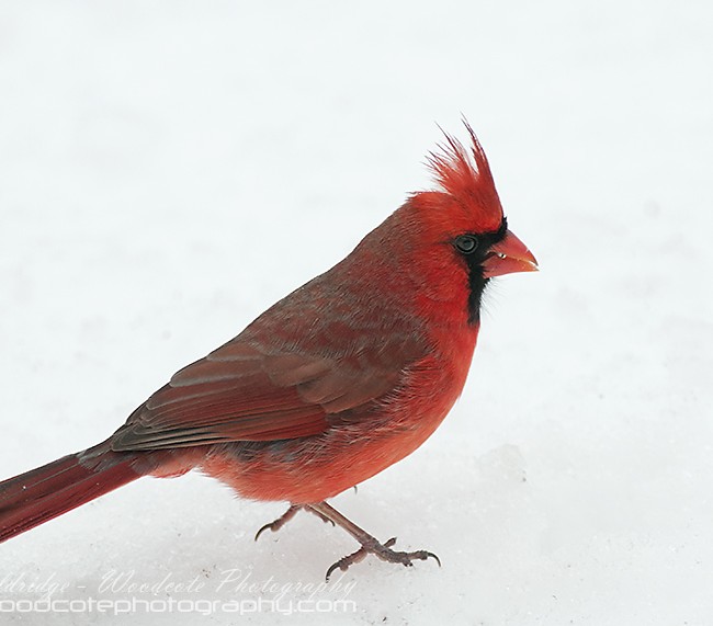 Male Northern Cardinal – Winter contrast
