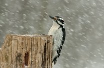 Head Above the Parapet. Hairy Woodpecker taking brunt of the blizzard