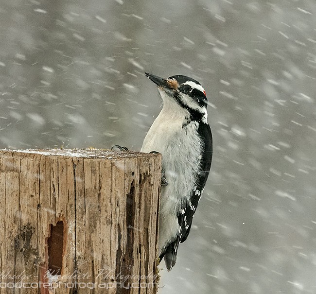 Head Above the Parapet. Hairy Woodpecker taking brunt of the blizzard