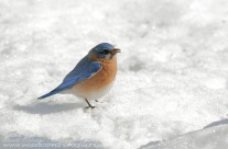 Slim pickings in the snow for this male Eastern Bluebird
