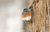 Male Eastern Bluebird fluffed up and sheltered against wind