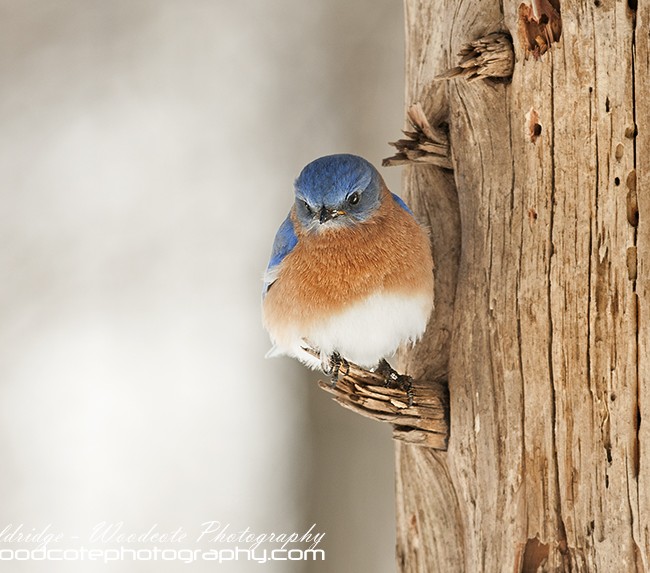 Male Eastern Bluebird fluffed up and sheltered against wind