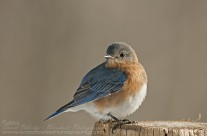 Male Eastern Bluebird in full pose