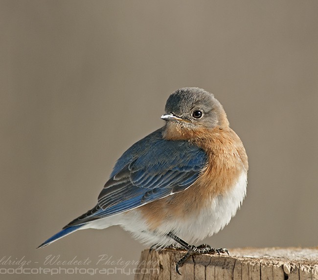 Male Eastern Bluebird in full pose