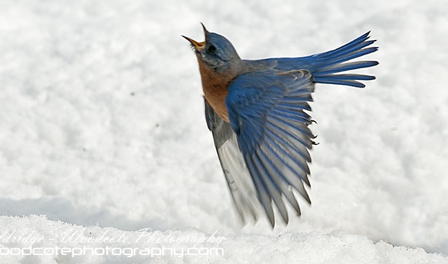 Strictly Come Dancing – Male Eastern Bluebird