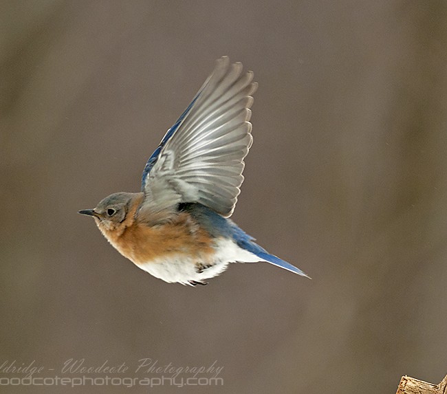 Eastern Bluebird on the wing