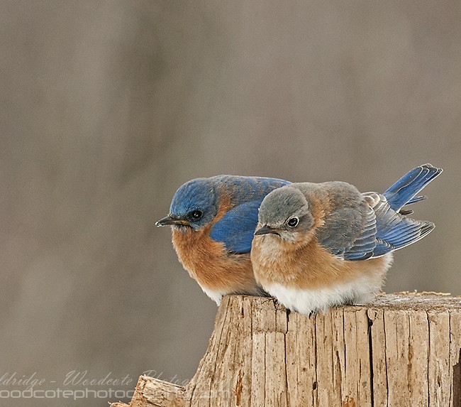 Togetherness – Eastern Bluebirds
