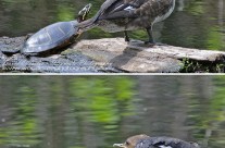 Female Hooded Merganser and Painted Turtle
