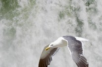 Gull patrolling the Canadian Niagara Falls