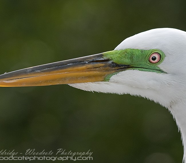 Male Great Egret in breeding colours