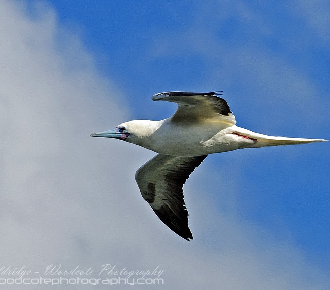 Pink Footed Booby