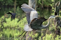 Great Blue Heron being chased off by a Grackle