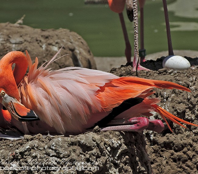 Nesting Pink Flamingos