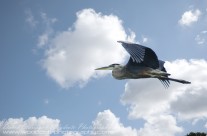 Great Blue Heron heading for new grounds