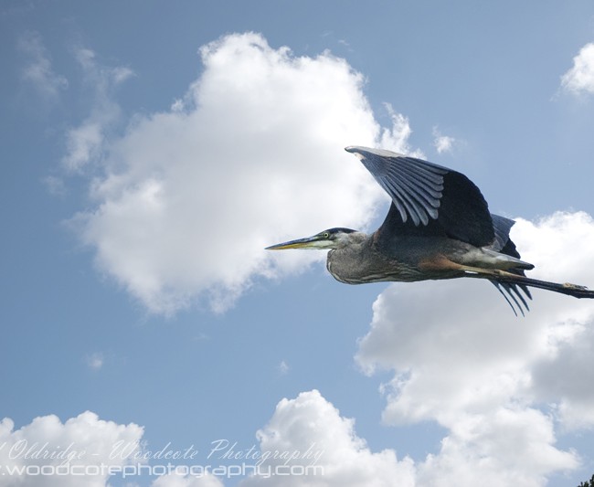 Great Blue Heron heading for new grounds