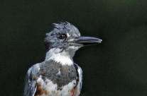 Belted KIngfisher