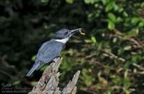 Belted KIngfisher with a salamander as his latest catch
