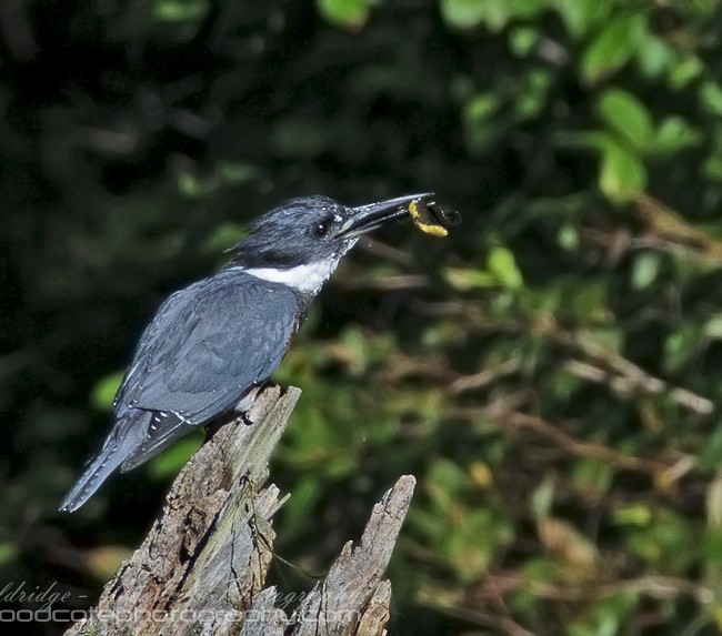 Belted KIngfisher with a salamander as his latest catch