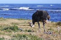 Wild Ostrich near Cape of Good Hope