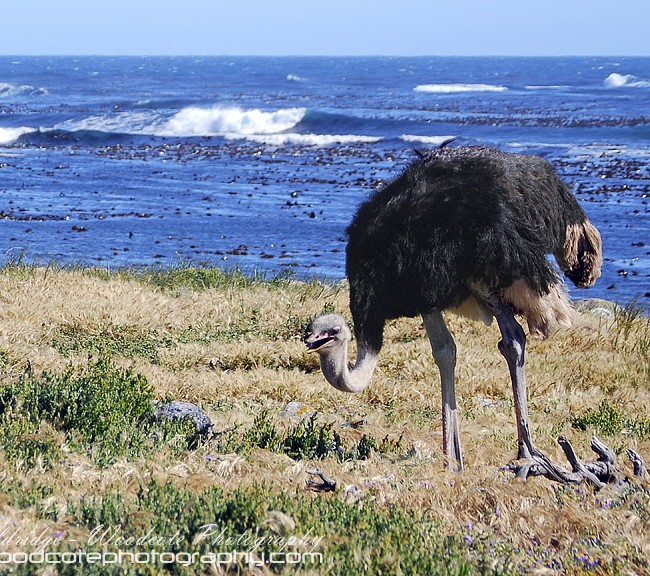 Wild Ostrich near Cape of Good Hope