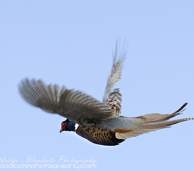 Pheasant in full flight