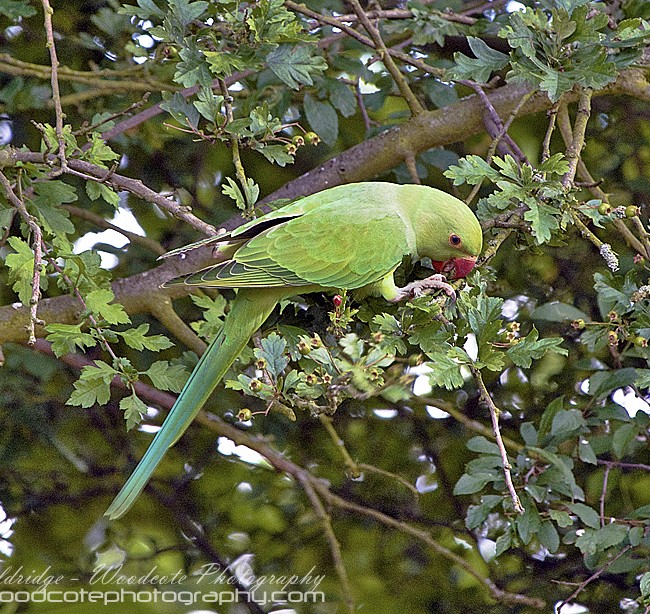Ring Necked Parakeet – Wild in the UK