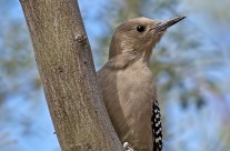 Juvenile Gila Woodpecker