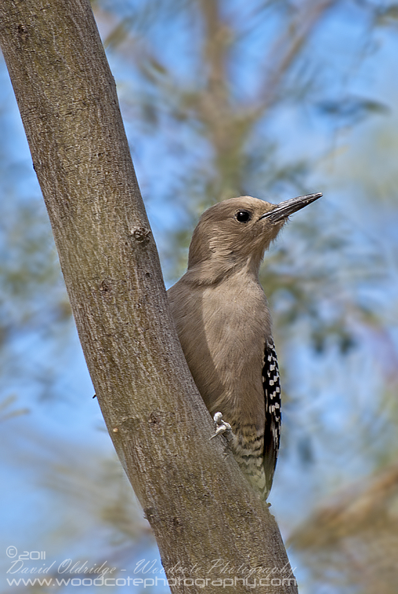 Juvenile Gila Woodpecker