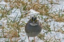 Winter reflection of a White Throated Sparrow