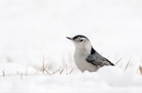 A wintery White Breasted Nuthatch