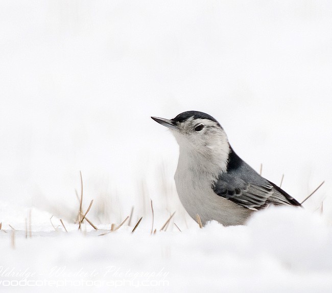 A wintery White Breasted Nuthatch