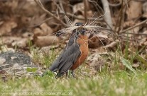 A mustachioed American Robin collecting nesting material
