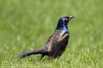 Common Grackle – normally appears black but here is almost luminescent in the sunlight
