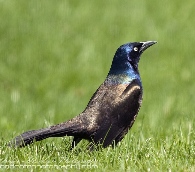 Common Grackle – normally appears black but here is almost luminescent in the sunlight