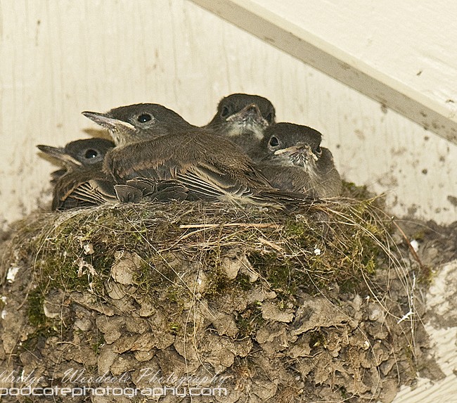 Nest of Eastern Phoebe chicks getting ready to fledge