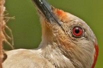 Portrait head shot of a female Red Bellied Woodpecker