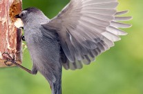 Gray Cat Bird raiding the woodpeckers’ table