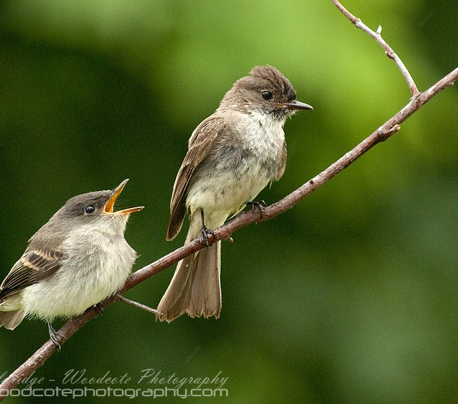 A hungry Eastern Phoebe chick berates the parent