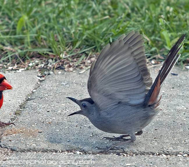 Grey Cat Bird engaging in seed rage with a Cardinal
