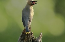 Cedar Waxwing with something to say