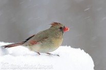 Female Northern Cardinal stands her ground against strong winds and blizzard