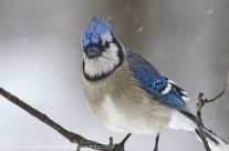 A cold wintery Blue Jay