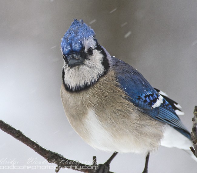 A cold wintery Blue Jay