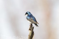 Tree Swallows Gallery